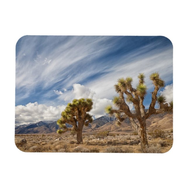 Imán Árboles de Joshua en el desierto (Horizontal)