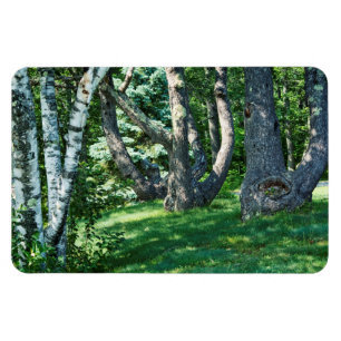 Imán Árboles de la colina