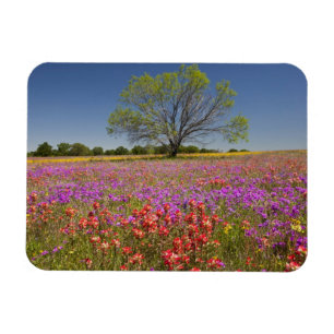 Imán Árboles de mezquite de primavera creciendo en flor