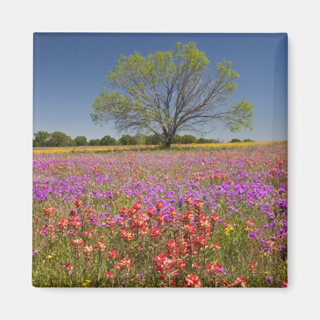 Imán Árboles de mezquite de primavera creciendo en flor (Frente)