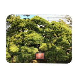 Imán Árboles de pino de 300 años