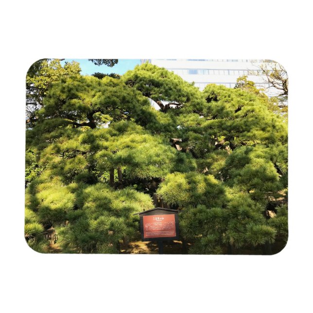 Imán Árboles de pino de 300 años (Horizontal)