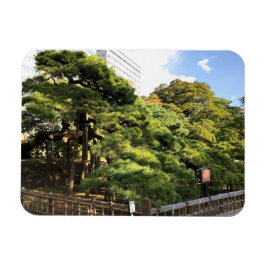 Imán Árboles de pino de 300 años