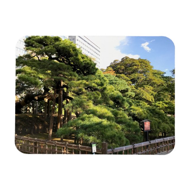 Imán Árboles de pino de 300 años (Horizontal)