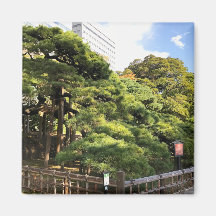 Árboles de pino de 300 años