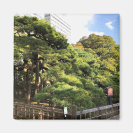 Imán Árboles de pino de 300 años