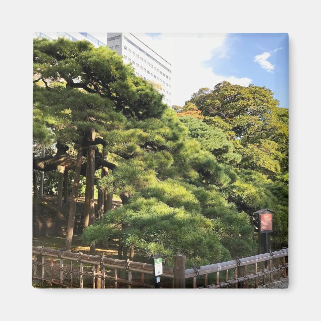 Imán Árboles de pino de 300 años (Frente)