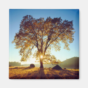 Imán Árboles de roble negro  Bosque Nacional Cleveland