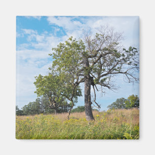 Imán Árboles de roble y pradera