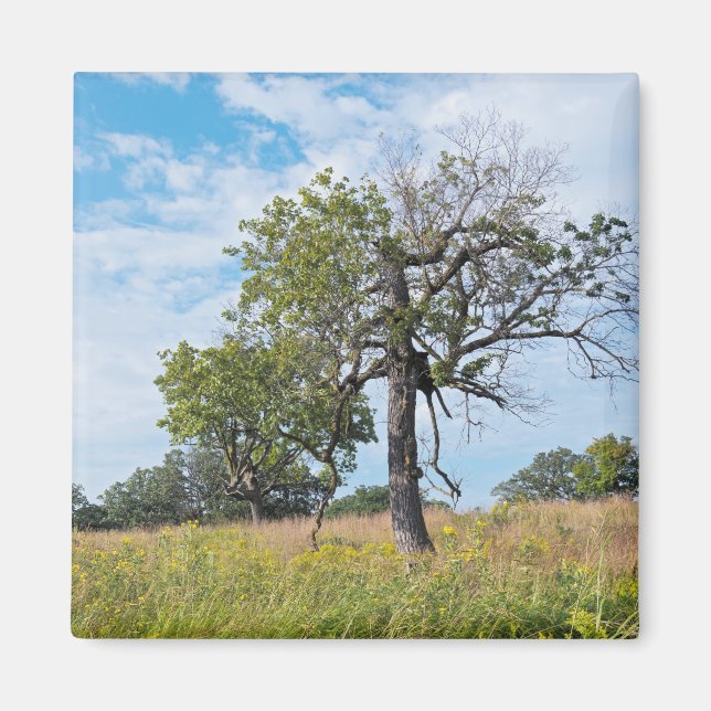 Imán Árboles de roble y pradera (Frente)