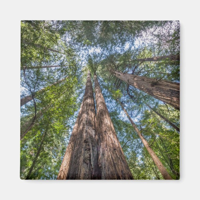 Imán Árboles de secoya | Condado de Marin, California (Frente)