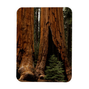 Imán Árboles de secoya, Parque Nacional Sequoia.