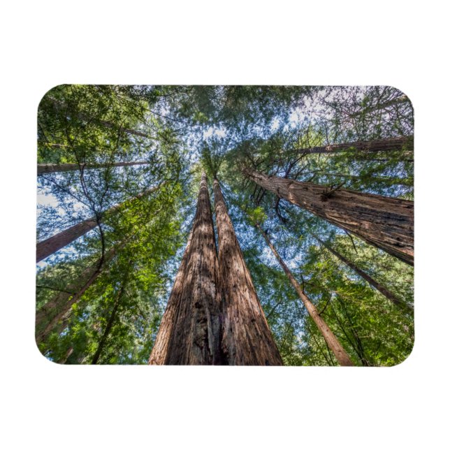 Imán Árboles de secuoya | Condado de Marin, California (Horizontal)