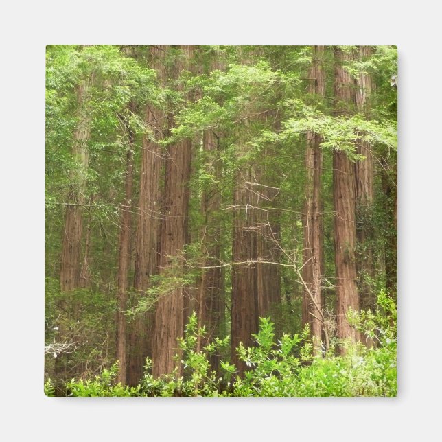 Imán Árboles de secuoya en monumento nacional Muir Wood (Frente)