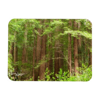 Imán Árboles de secuoya en monumento nacional Muir Wood
