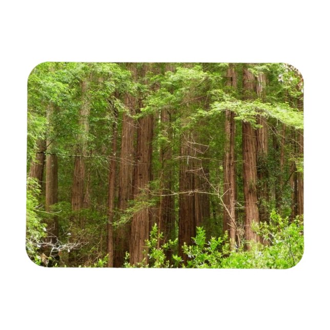 Imán Árboles de secuoya en monumento nacional Muir Wood (Horizontal)