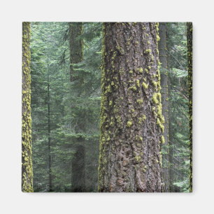 Imán árboles de Secuoya gigante en el bosque, Secuoya y