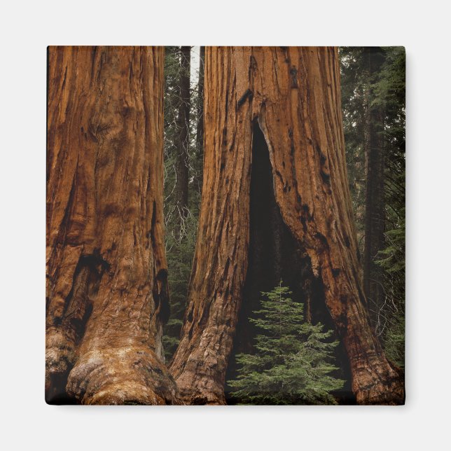 Imán Árboles de Secuoya, Parque Nacional Sequoia. (Frente)