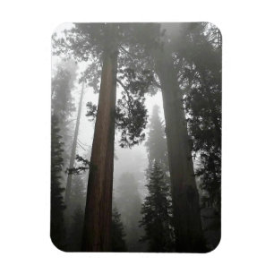 Imán Árboles de secuoyas gigantes en niebla, CA