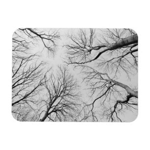 Imán Árboles deshojados en la madera de Thiepval