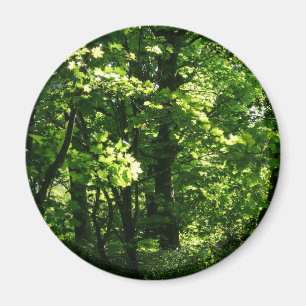 Imán Árboles en la primavera. Bute Park, Cardiff. Gales