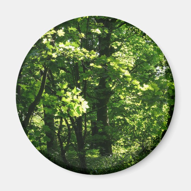 Imán Árboles en la primavera. Bute Park, Cardiff. Gales (Frente)