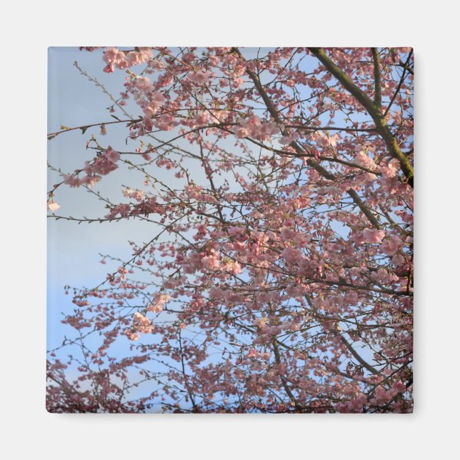 Imán Árboles florecientes de cerezo (Frente)