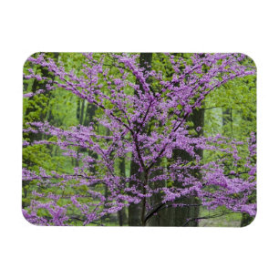 Imán Árboles Redbud en plena floración primaveral cerca