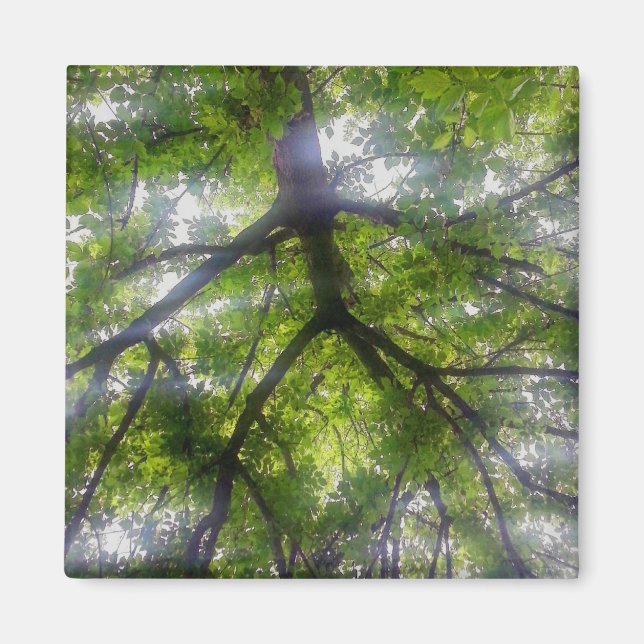 Imán - Árboles solares (Ohio) (Frente)