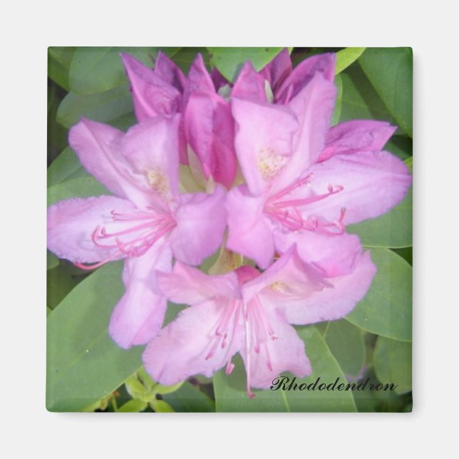 Imán Arbusto de Rhododendron en flor (Frente)