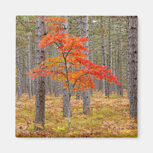 Imán Arce con colores de otoño