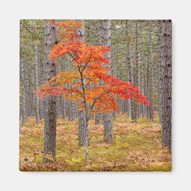Imán Arce con colores de otoño (Frente)