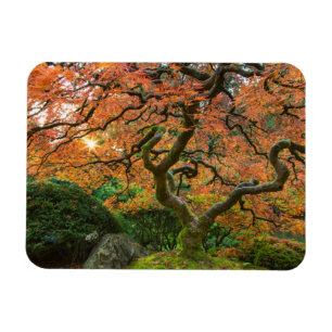 Imán Arce en los jardines japoneses en otoño