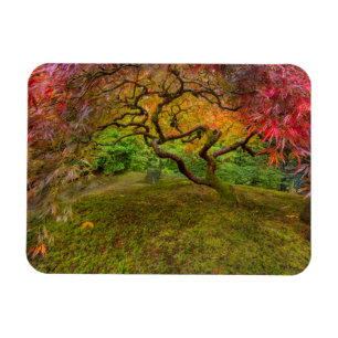 Imán Arce japonés en color de otoño