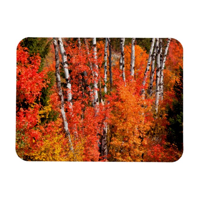 Imán Arce Rojo (Acer Rubra) Y Álamos Temblones (Horizontal)