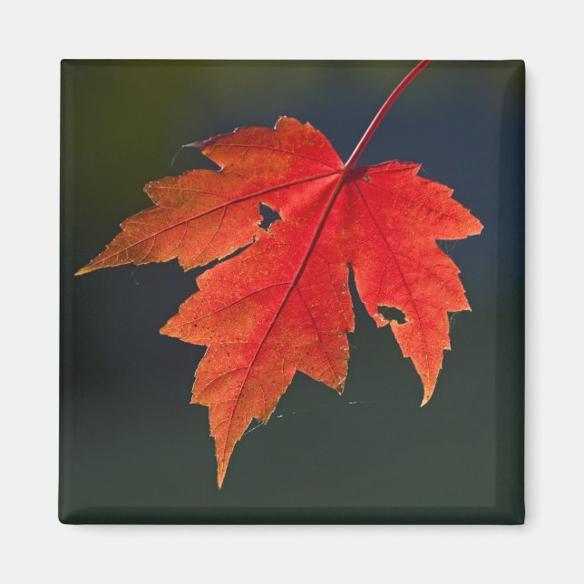 Imán Arce rojo Acer rubrum) hoja roja en otoño, (Frente)