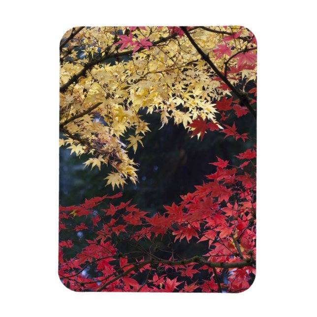 Imán Arces en color de otoño (Vertical)