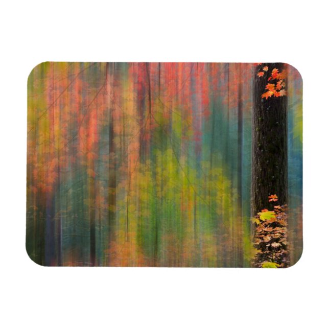 Imán Arces | Parque Estatal Silver Falls (Horizontal)