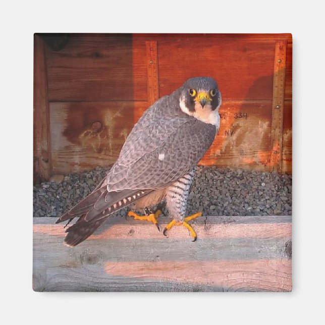 Imán Archer Magnet (Frente)