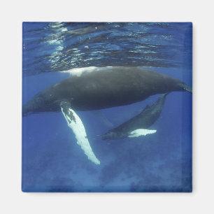 Imán Archipiélago de Antillas del Caribe, mayor,