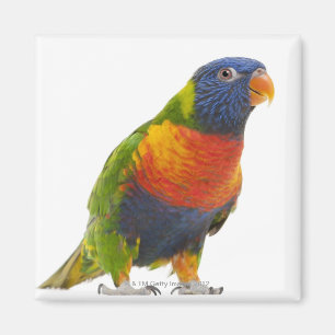 Imán Arco iris femenino Lorikeet - Trichoglossus