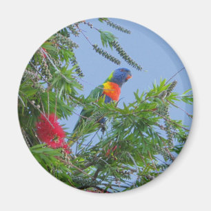 Imán Arco iris Lorikeet