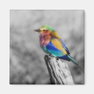 Imán Arcoiris