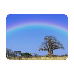 Imán Arcoíris y baobab africano, Adansonia