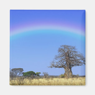 Imán Arcoiris y baobab africano, Adansonia