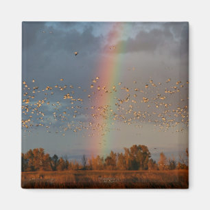 Imán Arcoiris y gansos - Magnet