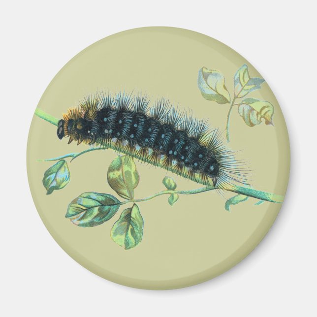 Imán Arctia caja caterpillar (Frente)