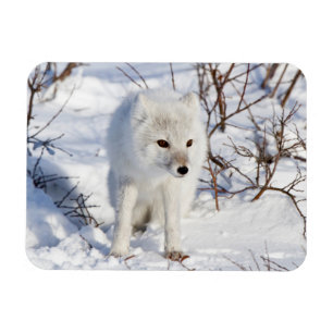 Imán Arctic Fox , Área de Manejo de Vida Silvestre de C