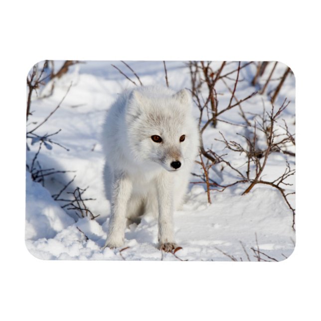Imán Arctic Fox , Área de Manejo de Vida Silvestre de C (Horizontal)