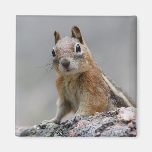 Imán ardilla (Frente)